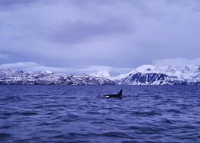 Spacious House In Tromso, Perfect For Groups Of Families, Tourists Or Workers Tromsø